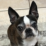 Entry image for Muggsy Bogues