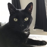 Entry image for Loki