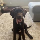 Entry image for Charlie