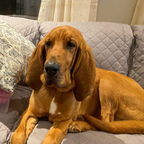 Entry image for Jasper