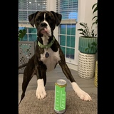 Entry image for Bruno 