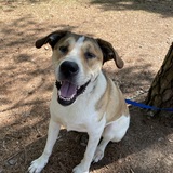 Entry image for Oliver