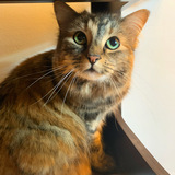 Entry image for Marlowe