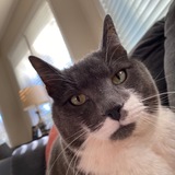 Entry image for Dave Grohl