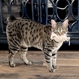 Entry image for Oliver