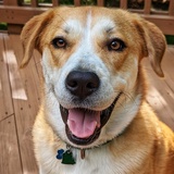 Entry image for Barley