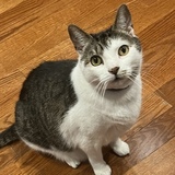 Entry image for Pierre