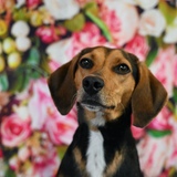 Entry image for Gracie Lou Freebush