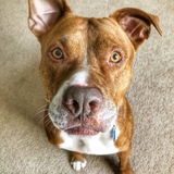 Entry image for Big Aengus