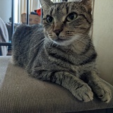 Entry image for Iris