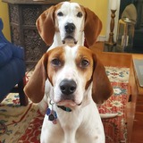 Entry image for Scout