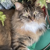 Entry image for Callie 