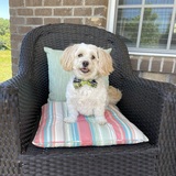 Entry image for Cooper