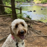 Entry image for Ceyda 