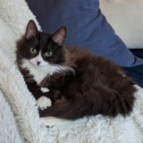 Entry image for Pickles