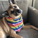 Entry image for Chickens