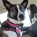 Entry image for Mocha