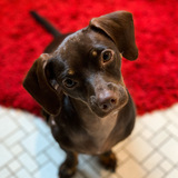 Entry image for Brandy