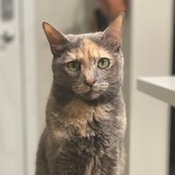 Entry image for Flora