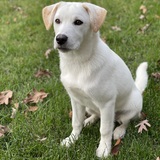 Entry image for Remy