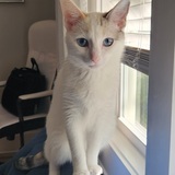 Entry image for Maple