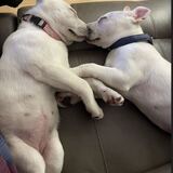 Entry image for Leo and Luna