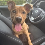 Entry image for Ringo