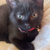 Entry image for Binx