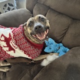 Entry image for Rebel