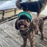 Entry image for Koda