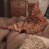 Entry image for Phoenix