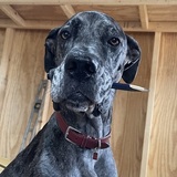 Entry image for Jefferson