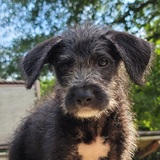 Entry image for Alfie