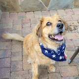 Entry image for Scout