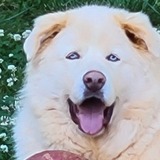 Entry image for King