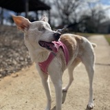 Entry image for Sadie 