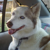 Entry image for Zuki