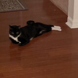 Entry image for Freya