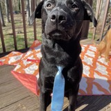 Entry image for Larry Wilson