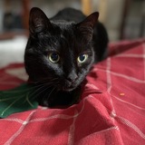 Entry image for Buddy