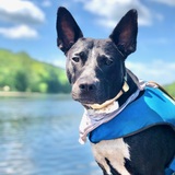 Entry image for Stella Luna