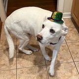 Entry image for Angel