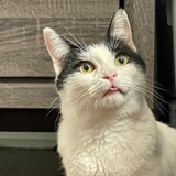 Entry image for Matcha