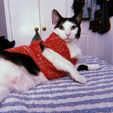 Entry image for Taquito