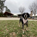 Entry image for Stella