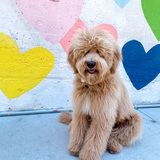 Entry image for Oaklyn 