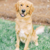 Entry image for Remi