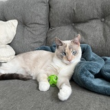 Entry image for Opal