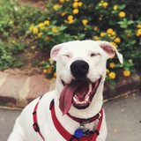 Entry image for Kira