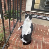 Entry image for Bella